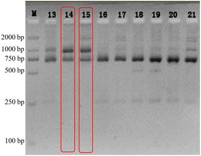 Monoclonal Culture and Characterization of Symbiodiniaceae C1 Strain From the Scleractinian Coral Galaxea fascicularis